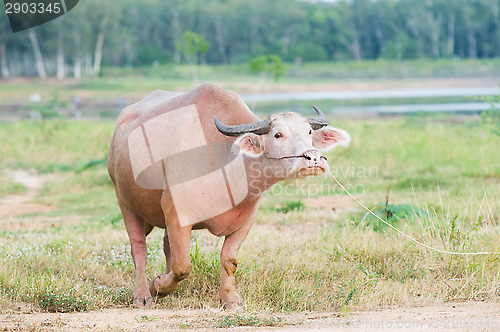 Image of Water buffalo in Thailand