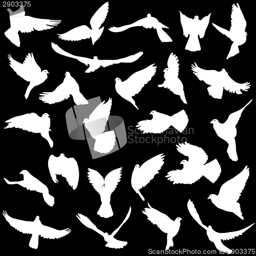 Image of Concept of love or peace. Set of silhouettes of doves. Vector il