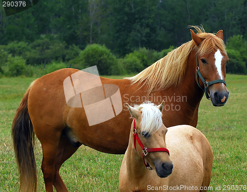 Image of Horses