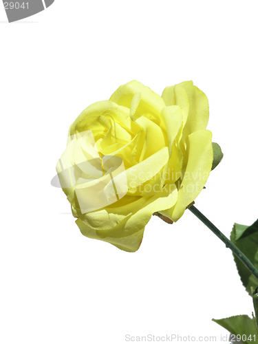 Image of Yellow Rose Isolated