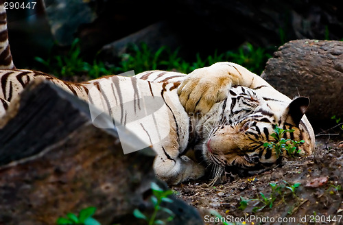 Image of Tigers hugging