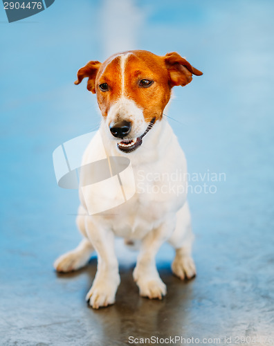 Image of White Dog Jack Russel Terrier