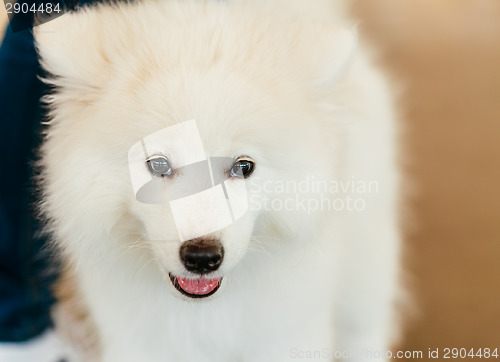 Image of White Samoyed Dog Puppy