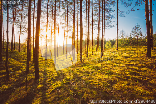 Image of Sunset In Autumn Forest 