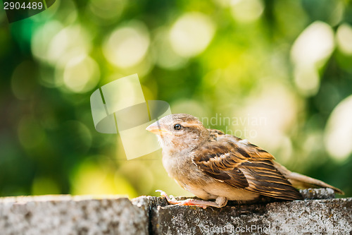 Image of House Sparrow (Passer Domesticus) On Fence