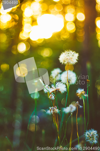 Image of Field Of Grass During Sunset. 