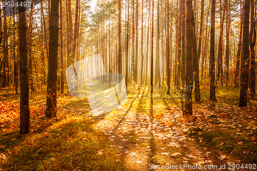 Image of Colorful Autumn Trees In Forest