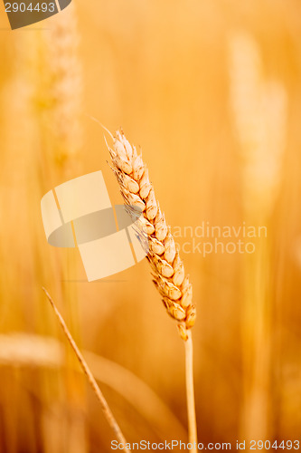 Image of Yellow Wheat Ears