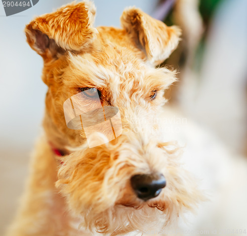 Image of Wire Fox Terrier