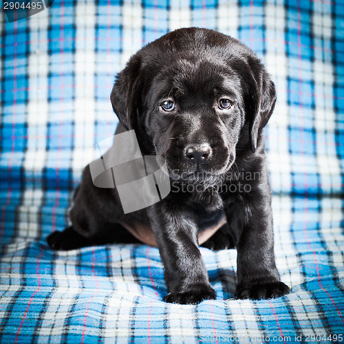 Image of Beautiful Black Labrador Puppy Dog