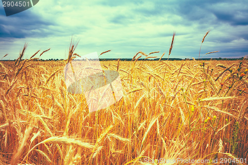 Image of Golden Barley Ears