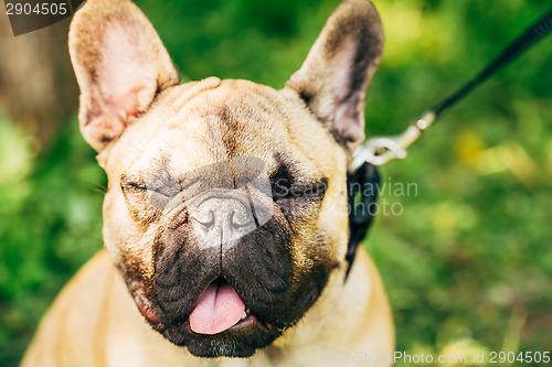 Image of Dog French Bulldog