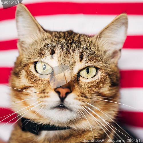 Image of Close Up Portrait Tabby Male Kitten Cat