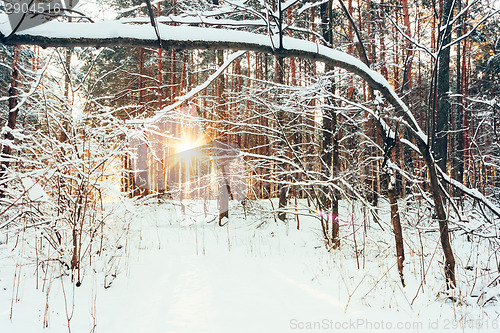 Image of Winter Forest Landscape