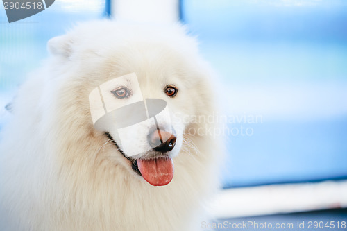 Image of White Samoyed Dog