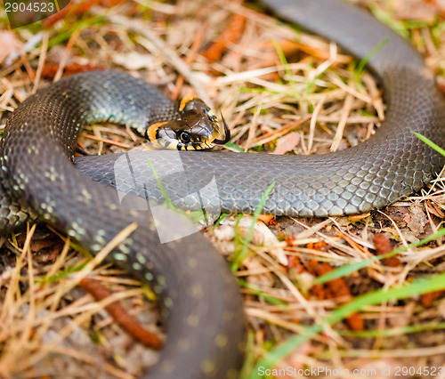 Image of Grass-snake, adder in early spring