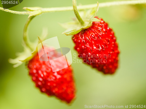 Image of Strawberry. Strawberries. Growing Organic Berries