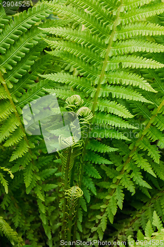 Image of Young Fern Leaf