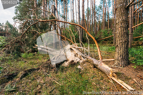 Image of Windfall in forest. Storm damage.