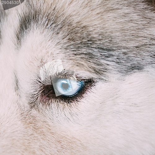 Image of Close up on blue eye of a husky