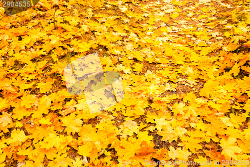 Image of Background Autumn Yellow Maple Leaves In Forest. 