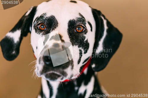 Image of Close Up Of The Face Of A Dalmatian Dog