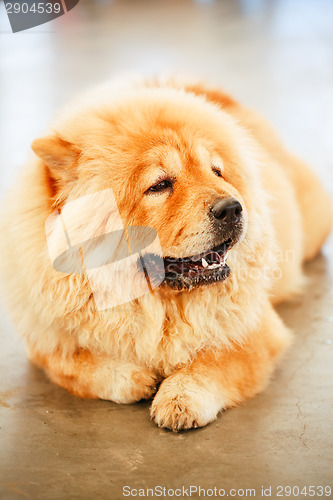 Image of Brown Chines chow chow dog 