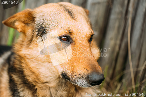 Image of Angry Dog Look At Outside