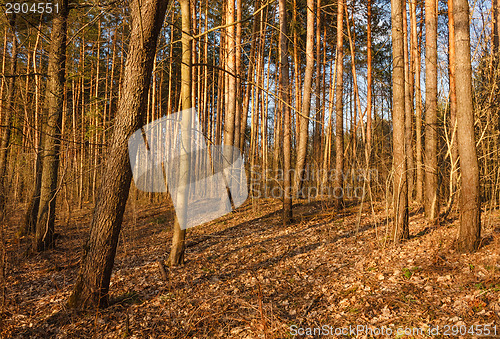 Image of Beautiful Landscape. Spring Time Forest At Sunset