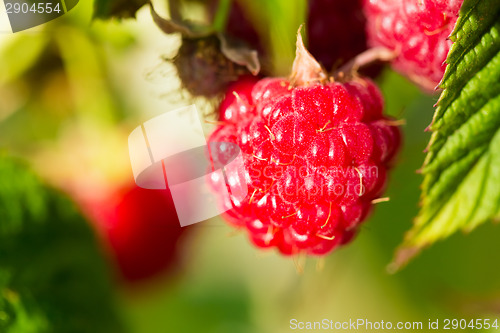 Image of Raspberry. Raspberries. Growing Organic Berries