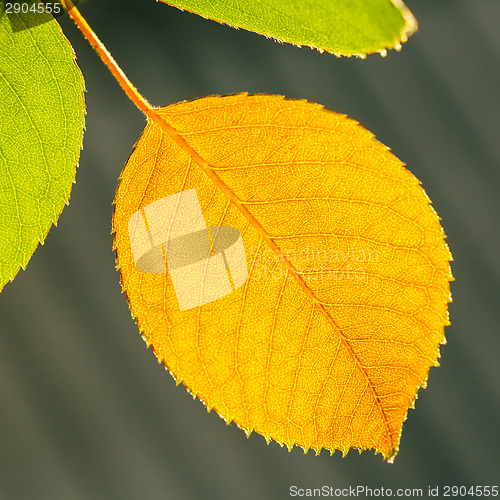 Image of Autumn Yellow Leaf Among Green Foliage