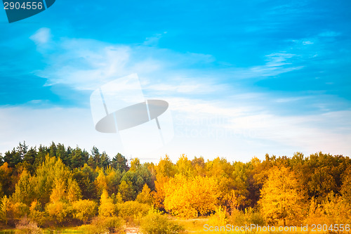 Image of Summer Landscape With Colorful Forest 