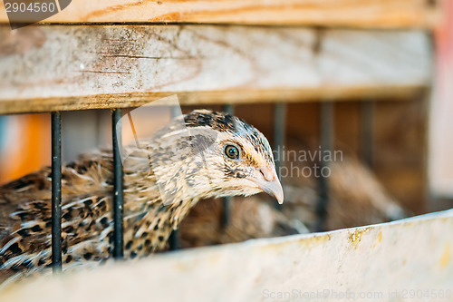 Image of Young Quail