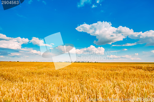 Image of Wheat Field, Fresh Crop Of Wheat