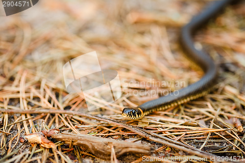 Image of Grass-Snake, Adder In Early Spring