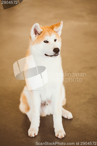 Image of Akita Dog (Akita Inu, Japanese Akita) Close Up Portrait