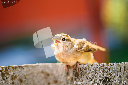 Image of House Sparrow (Passer Domesticus) On Fence