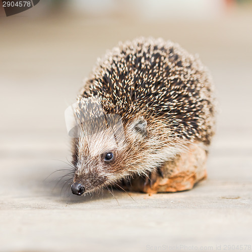 Image of Hedgehog