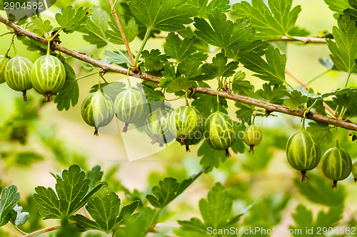 Image of Gooseberries On A Bush In The Garden 