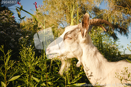 Image of Young White Horned Goat Chewing
