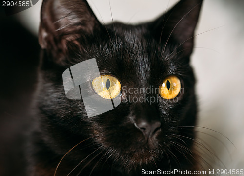 Image of Close Up Portrait Peaceful Black Female Kitten Cat