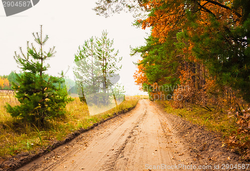 Image of Colorful Autumn Trees In Forest