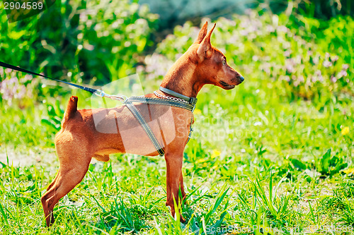 Image of Close Up Brown Dog Miniature Pinscher Head