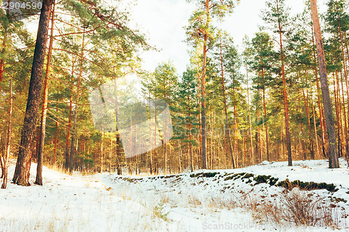 Image of Winter Forest Landscape