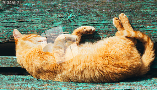 Image of Red kitten cat sleeps on a bench in park