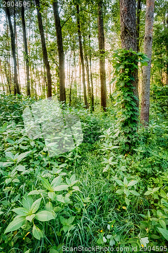 Image of Mixed Forest, Russian Nature