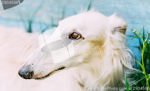 Image of Dog Russian Borzoi Wolfhound