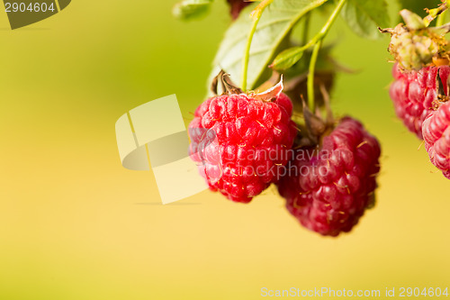 Image of Raspberry. Raspberries. Growing Organic Berries