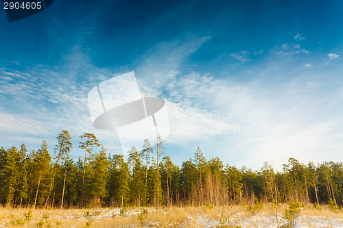 Image of First Snow Covered The Dry Yellow Grass In Forest