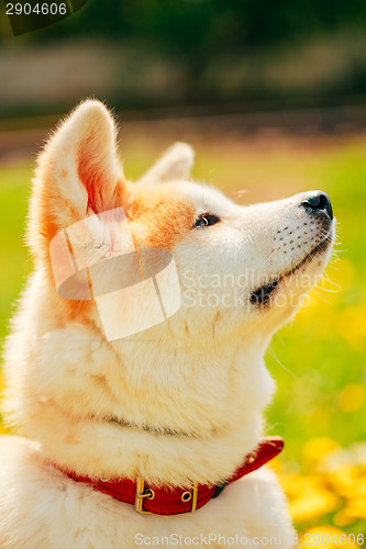 Image of Akita Dog (Akita Inu, Japanese Akita)